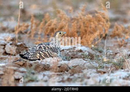 Weibchen des Kastanienbauchhuhns (Pterocles exustus) aus dem Jawai-Gebiet, Rajasthan, Indien. Stockfoto