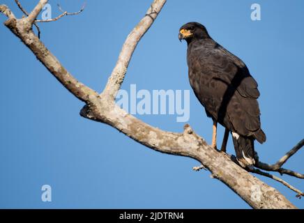 Großer Schwarzfalke (Buteogallus urubitinga) aus Pantanal, Brasilien. Stockfoto