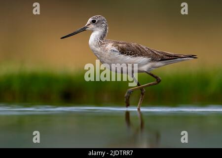 Juvenile Schwarzflügelstelze (Himantopus himantopus) aus Zimanga, Südafrika. Stockfoto