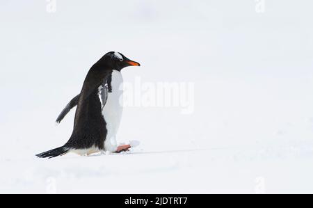 Gentoo-Pinguin (Pygoscelis papua) im Hafen von Mikkelsen, Trinity Island, Antarktis Stockfoto