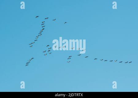 Schar von gewöhnlichen Kranichen (Grus grus) fliegen über Rajasthan, Indien. Stockfoto