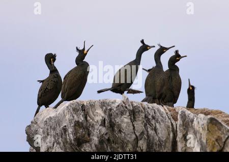 Der Gemeine Shag (Phalacrocorax aristotelis) wird in Hornøya, Finnmark, Norwegen, gezeigt. Stockfoto