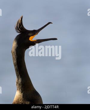 Der Gemeine Shag (Phalacrocorax aristotelis) wird in Hornøya, Finnmark, Norwegen, gezeigt. Stockfoto