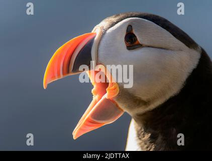 Nahaufnahme des Atlantischen Papageitaucher (Fraterkula arctica). Stockfoto