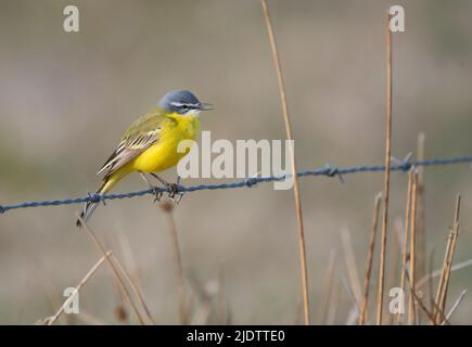 Western Schafstelze (Motacilla Flava, SSP. Flava) aus Tipperne, Dänemark. Stockfoto