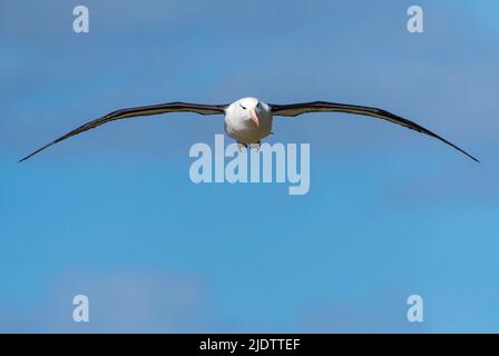 Schwarzbrauen-Albatross (Thalassarche melanophrys), Saunders Island, The Falklands. Stockfoto