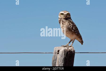 Eingrabende Eule (Athene cunicularia) fotografiert in der Nähe von Alta Floresta, Brasilien. Stockfoto