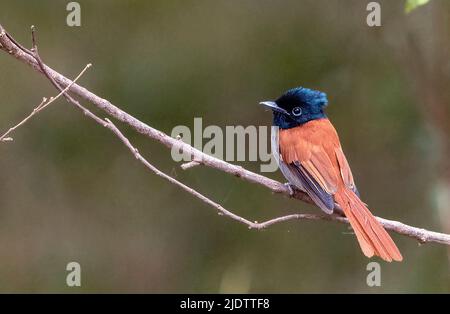 Afrikanischer Paradiesflieger (Terpsiphone viridis, weiblich) aus Maasai Mara, Kenia. Stockfoto