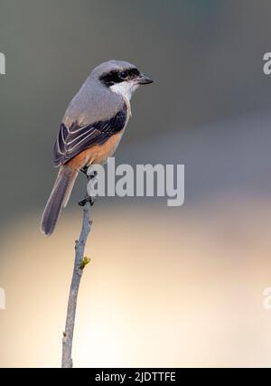 Graurückenwürger (Lanius tephronotus) aus dem Kaziranga-Nationalpark, Assam, nordostindien. Stockfoto