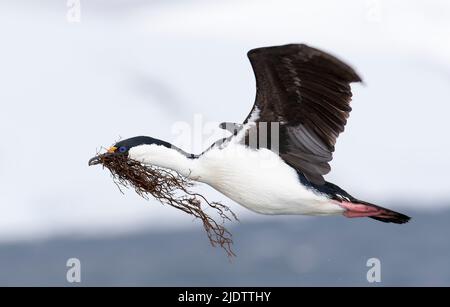 Ein antarktischer Shag (Leucocarbo bransfieldensis) sammelt Seegras für Nestmaterial. Foto aus Port Lockroy, der Antarktischen Halbinsel. Stockfoto