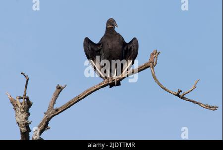 Schwarzgeier (Coragyps atratus) von Iguazu Falls, Brasilien. Stockfoto