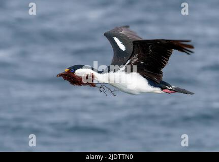 Ein antarktischer Shag (Leucocarbo bransfieldensis) sammelt Seegras für Nestmaterial. Foto aus Port Lockroy, der Antarktischen Halbinsel. Stockfoto