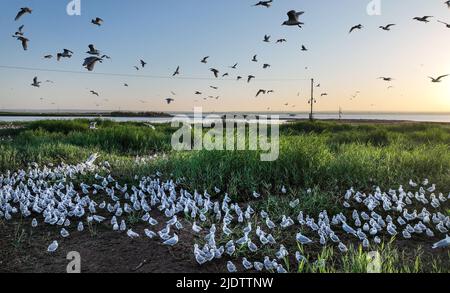 Shenmu. 23.. Juni 2022. Luftaufnahme vom 23. Juni 2022 zeigt eine Kolonie von Reliktmöwen (larus relictus) im Hongjiannao National Nature Reserve in Shenmu, nordwestlich der chinesischen Provinz Shaanxi. Mehr als 10.000 Relikt-Möwenküken erlernen im Hongjiannao National Nature Reserve Überlebensfähigkeiten wie Schwimmen, Nahrungssuche und Fliegen. Die Reliktmöwe steht in China unter erstklassigem nationalem Schutz. Quelle: Tao Ming/Xinhua/Alamy Live News Stockfoto