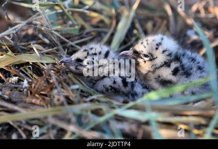 Shenmu, Chinas Provinz Shaanxi. 23.. Juni 2022. Neugeborene Reliktmöwen (larus relictus) werden im Hongjiannao National Nature Reserve in Shenmu, nordwestlich der chinesischen Provinz Shaanxi, am 23. Juni 2022 gesehen. Mehr als 10.000 Relikt-Möwenküken erlernen im Hongjiannao National Nature Reserve Überlebensfähigkeiten wie Schwimmen, Nahrungssuche und Fliegen. Die Reliktmöwe steht in China unter erstklassigem nationalem Schutz. Quelle: Tao Ming/Xinhua/Alamy Live News Stockfoto