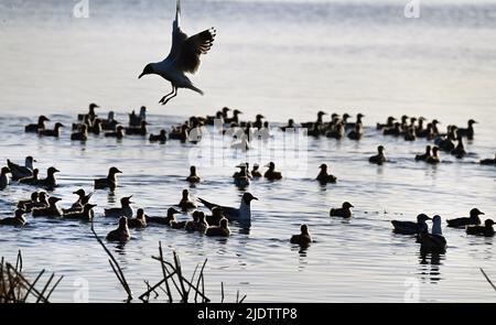 Shenmu, Chinas Provinz Shaanxi. 23.. Juni 2022. Eine Erwachsene Reliktmöwe (larus relictus) bereitet sich auf das Land im Hongjiannao National Nature Reserve in Shenmu, nordwestlich der chinesischen Provinz Shaanxi, vor, 23. Juni 2022. Mehr als 10.000 Relikt-Möwenküken erlernen im Hongjiannao National Nature Reserve Überlebensfähigkeiten wie Schwimmen, Nahrungssuche und Fliegen. Die Reliktmöwe steht in China unter erstklassigem nationalem Schutz. Quelle: Tao Ming/Xinhua/Alamy Live News Stockfoto