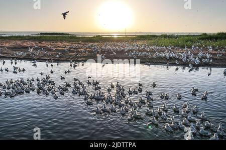 Shenmu. 23.. Juni 2022. Luftaufnahme vom 23. Juni 2022 zeigt die Vogelinsel bei Sonnenaufgang im Hongjiannao National Nature Reserve in Shenmu, nordwestlich der chinesischen Provinz Shaanxi. Mehr als 10.000 Relikt-Möwenküken erlernen im Hongjiannao National Nature Reserve Überlebensfähigkeiten wie Schwimmen, Nahrungssuche und Fliegen. Die Reliktmöwe steht in China unter erstklassigem nationalem Schutz. Quelle: Tao Ming/Xinhua/Alamy Live News Stockfoto