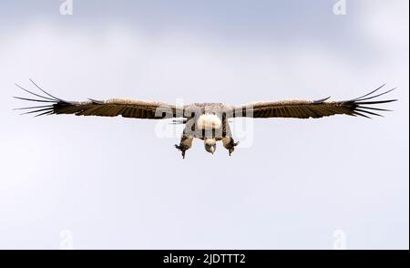 Ruppells Gänsegeier (Gyps ruppellii) auf der Flucht in Maasai Mara, Kenia. Stockfoto