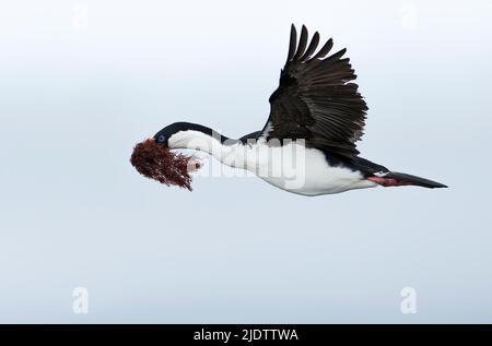 Ein antarktischer Shag (Leucocarbo bransfieldensis) sammelt Seegras für Nestmaterial. Foto aus Port Lockroy, der Antarktischen Halbinsel. Stockfoto