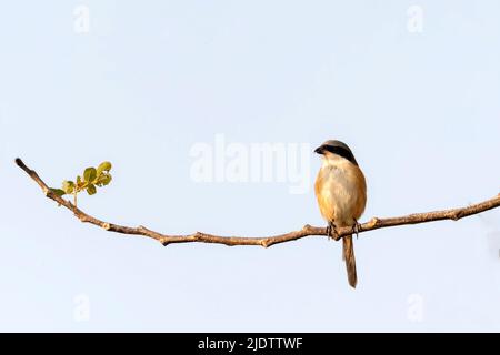 Graurückenwürger (Lanius tephronotus) aus dem Kaziranga-Nationalpark, Assam, nordostindien. Stockfoto