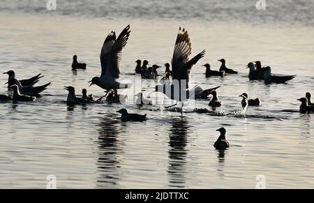 Shenmu, Chinas Provinz Shaanxi. 23.. Juni 2022. Die Reliktmöwen (larus relictus) werden zum Schwimmen im See des Hongjiannao National Nature Reserve in Shenmu, nordwestlich der chinesischen Provinz Shaanxi, trainiert, 23. Juni 2022. Mehr als 10.000 Relikt-Möwenküken erlernen im Hongjiannao National Nature Reserve Überlebensfähigkeiten wie Schwimmen, Nahrungssuche und Fliegen. Die Reliktmöwe steht in China unter erstklassigem nationalem Schutz. Quelle: Tao Ming/Xinhua/Alamy Live News Stockfoto