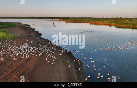 Shenmu. 23.. Juni 2022. Luftaufnahme vom 23. Juni 2022 zeigt die Vogelinsel bei Sonnenaufgang im Hongjiannao National Nature Reserve in Shenmu, nordwestlich der chinesischen Provinz Shaanxi. Mehr als 10.000 Relikt-Möwenküken erlernen im Hongjiannao National Nature Reserve Überlebensfähigkeiten wie Schwimmen, Nahrungssuche und Fliegen. Die Reliktmöwe steht in China unter erstklassigem nationalem Schutz. Quelle: Tao Ming/Xinhua/Alamy Live News Stockfoto