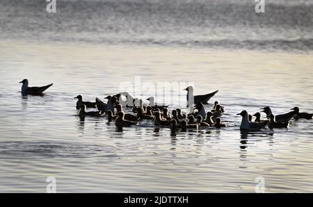 Shenmu, Chinas Provinz Shaanxi. 23.. Juni 2022. Die Reliktmöwen (larus relictus) werden zum Schwimmen im See des Hongjiannao National Nature Reserve in Shenmu, nordwestlich der chinesischen Provinz Shaanxi, trainiert, 23. Juni 2022. Mehr als 10.000 Relikt-Möwenküken erlernen im Hongjiannao National Nature Reserve Überlebensfähigkeiten wie Schwimmen, Nahrungssuche und Fliegen. Die Reliktmöwe steht in China unter erstklassigem nationalem Schutz. Quelle: Tao Ming/Xinhua/Alamy Live News Stockfoto