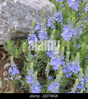 Art des blassblauen Speedwell möglicherweise Veronica austriaca der große Speedwell, der bei 1500m auf dem Mount Astraka in den Pindus Mountains von Griechenland wächst Stockfoto