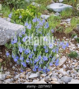 Art des blassblauen Speedwell möglicherweise Veronica austriaca der große Speedwell, der bei 1500m auf dem Mount Astraka in den Pindus Mountains von Griechenland wächst Stockfoto