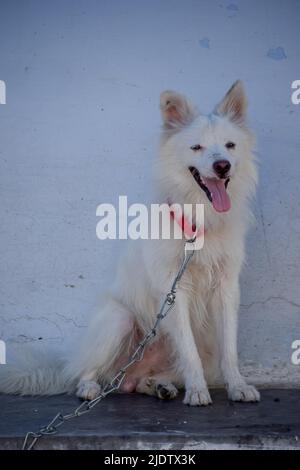 Ein weißer Hund in Ketten, der vor dem Haus sitzt Stockfoto