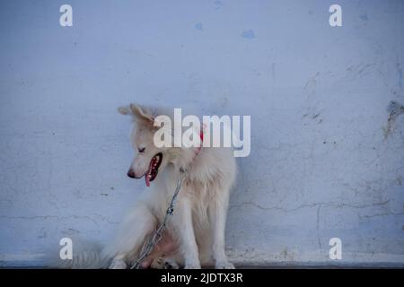 Ein weißer Hund in Ketten, der vor dem Haus sitzt Stockfoto