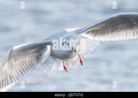 Schwarzkopfmöwe, die direkt auf die Kamera zufliegt Stockfoto