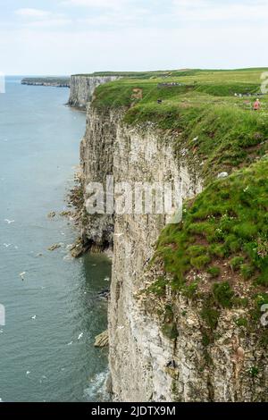 RSPB Bempton Cliffs, Naturschutzgebiet Heimat vieler Arten von Seevögeln, die im Sommer hierher kommen, um sich zu brüten. Yorkshire, England, Großbritannien Stockfoto