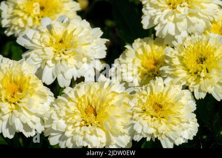 Leucanthemum x superbum 'Lemon Puff', Shasta Daisy Flowers Stockfoto