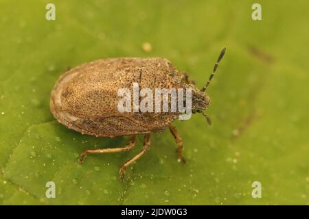 Eine Nahaufnahme einer seltenen kleinen Schildkröte oder eines geknumpten Schildbugs, Podops inuncta auf einem grünen Blatt im Garten Stockfoto