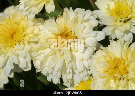 Schöne Shasta Daisy, Leucanthemum x superbum 'Lemon Puff', Weißgelb, Leucanthemum, Blumenweiß, Gelbes Zentrum, Nahaufnahme, Blumen, Gänseblümchen, Blüte Stockfoto