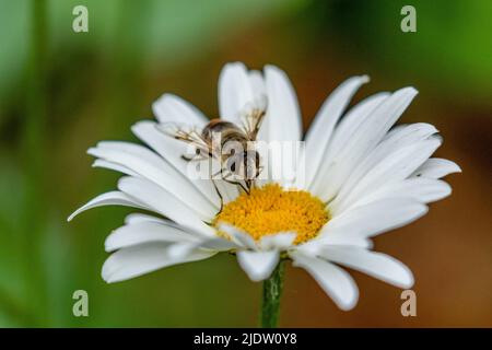 Eine Schwebefliege, die sich auf einer Gänseblümchen in einem Garten in Yorkshire, England, ernährt. Stockfoto