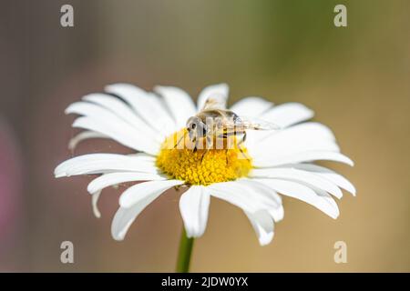 Eine Schwebefliege, die sich auf einer Gänseblümchen in einem Garten in Yorkshire, England, ernährt. Stockfoto