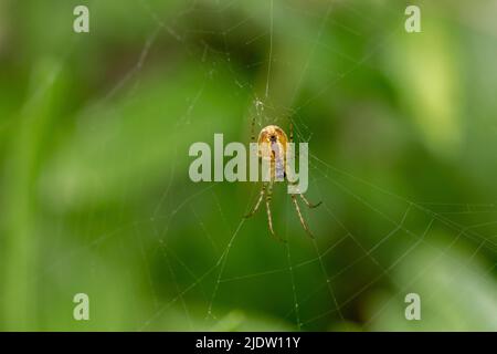 Eine gewöhnliche Wabenspinne - Metellina segmentata - spinnt ein Netz in einem englischen Garten. Stockfoto