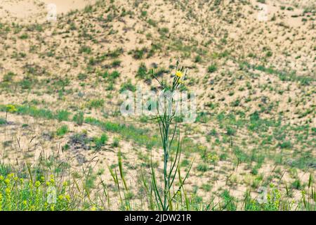 Gelbe Blume von Crepis tectorum (Schmalblatt-Hagebart) in blühender Frühlingswüste, Sarykum Sanddüne Stockfoto