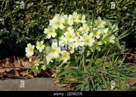 Gemeine Primrose (Primula Vulgaris) Stockfoto