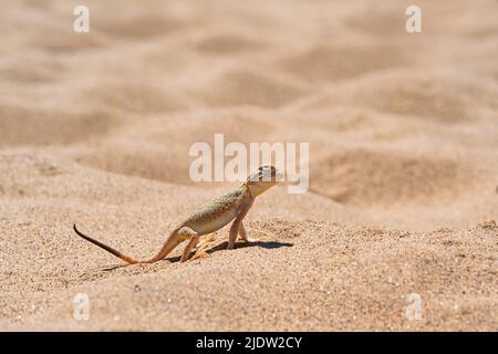 Wüsteneidechse Krötenkopf-Agama im Sand auf der Düne von Sarykum Stockfoto