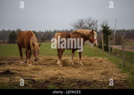 Blonde' Belgian Draft Horse alias Flanders Horse grast auf einem Ackerland, Prince Edward Island, Kanada Stockfoto