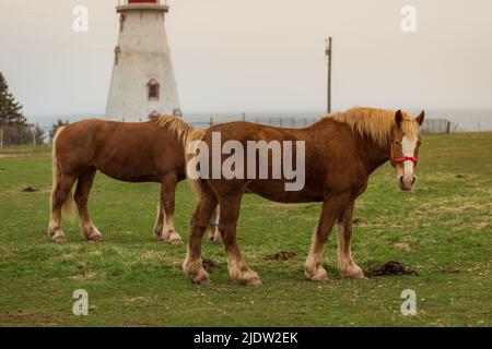 Blonde' Belgian Draft Horse alias Flanders Horse grast auf einem Ackerland im Hintergrund eines Leuchthauses, Prince Edward Island, Kanada Stockfoto