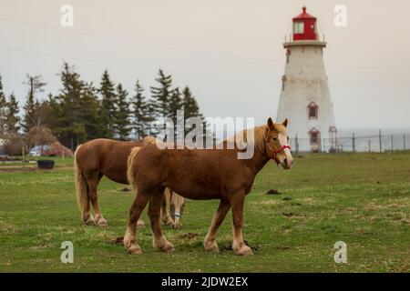 Blonde' Belgian Draft Horse alias Flanders Horse grast auf einem Ackerland im Hintergrund eines Leuchthauses, Prince Edward Island, Kanada Stockfoto