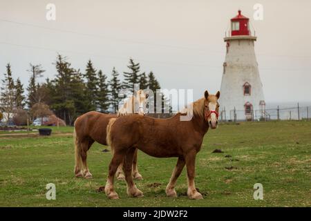 Blonde' Belgian Draft Horse alias Flanders Horse grast auf einem Ackerland im Hintergrund eines Leuchthauses, Prince Edward Island, Kanada Stockfoto