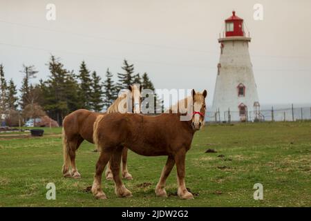 Blonde' Belgian Draft Horse alias Flanders Horse grast auf einem Ackerland im Hintergrund eines Leuchthauses, Prince Edward Island, Kanada Stockfoto