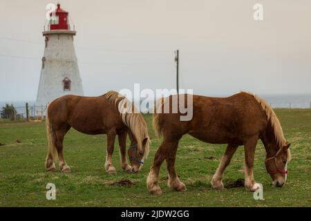 Blonde' Belgian Draft Horse alias Flanders Horse grast auf einem Ackerland im Hintergrund eines Leuchthauses, Prince Edward Island, Kanada Stockfoto