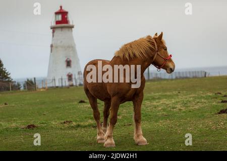 Blonde' Belgian Draft Horse alias Flanders Horse grast auf einem Ackerland im Hintergrund eines Leuchthauses, Prince Edward Island, Kanada Stockfoto