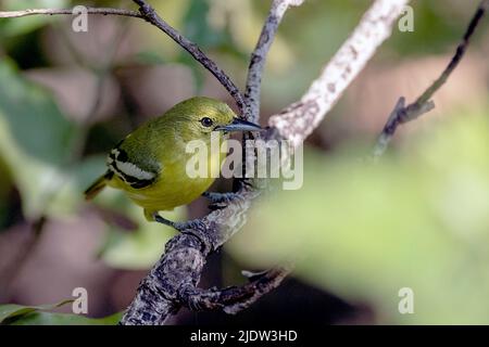 Gewöhnliche Iora (Aegithina tiphia, nicht-züchtiges Männchen) aus dem bandhavgarh-Nationalpark, Madhya Pradesh, Indien. Stockfoto