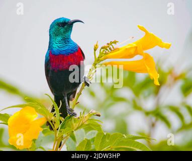 REDD-Chested Sunbird (Cinnyris erythrocerca) aus dem Queen Elizabeth NP, Uganda. Stockfoto